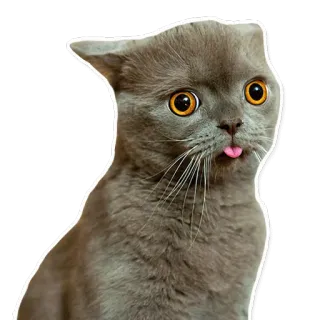😳 cat, animal, funny, meme, tongue, gray, cute telegram sticker