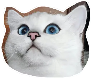 🙄 แมว, สัตว์, แมวขาว, ตาสีฟ้า, สัตว์เลี้ยง, น่ารัก telegram sticker