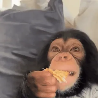 😋 chimpanzé, animal, macaco antropoide, macaco, primata, lanche, comendo telegram sticker