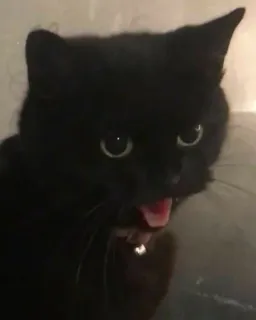 🐾 cat, black cat, animal, domestic animal, pet, cute, funny telegram sticker