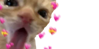 🥰 cat, kitten, hearts, cute, meme, funny telegram sticker