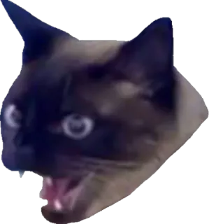 😡 gato, animal, meme, enojado, gracioso, miedo telegram sticker