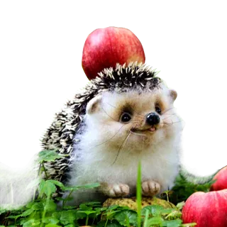 😛 Erizo, Animal, Manzana, Naturaleza, Lindo, Vida Silvestre telegram sticker