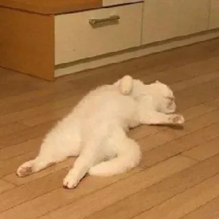 😵 cat, sleeping, white cat, pet, domestic animal, cute, feline, animal telegram sticker