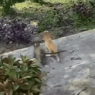 ☹ @Catfih animals, squirrels, fighting, outdoors, wildlife whatsapp sticker