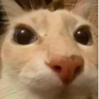 😅 Stare Cat whatsapp sticker