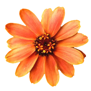 🌼 цветок, апельсин, природа, растение, лепесток, цветение telegram sticker