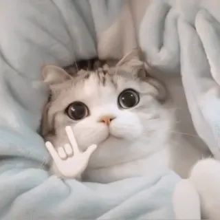 ♻️ gato, animal, lindo, mascota, doméstico, mamífero, Te quiero, gesto con la mano telegram sticker