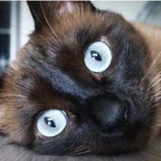 😇 кот, животное, питомец, сиамский, млекопитающее, домашнее животное telegram sticker