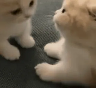 🥰 새끼 고양이, 고양이, 귀여운, 동물, 애완 동물, 보송보송한 telegram sticker