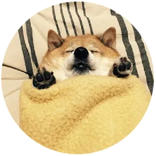 💤 perro, shiba inu, durmiendo, manta, lindo, animal telegram sticker