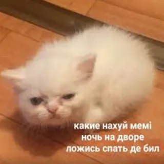 🐶 какие нахуй меми ночь на дворе ложись спать де бил gato, gatinho, meme, sono, engraçado, russo, noite telegram sticker
