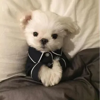 💘 собака, щенок, милый, животное, питомец, пижама, пижама telegram sticker