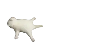 😵 cat, lying down, funny, animal, pet, meme telegram sticker