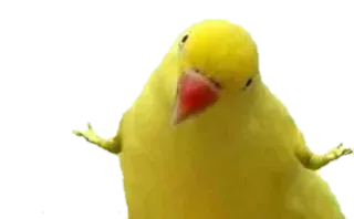🤷 นก, สีเหลือง, สัตว์, สับสน telegram sticker
