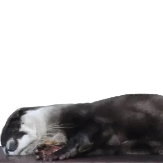😴 выдра, животное, дикая природа, млекопитающее, милый, калан telegram sticker