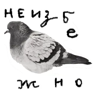 💀 НЕИЗБЕЖНО pigeon, bird,  неизбежно, inevitable, slavic, text telegram sticker