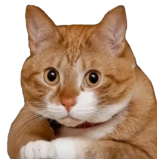 🙂 кот, рыжий кот, милый, животное, питомец, кошачий whatsapp sticker