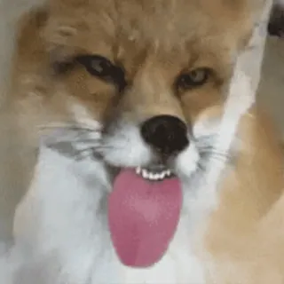 😛 fox, animal, wildlife, funny, tongue, cute telegram sticker