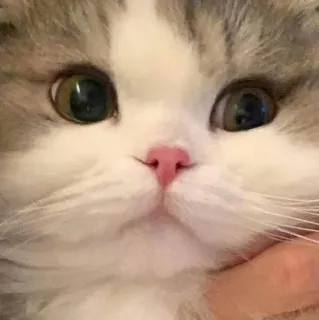 😒 gatto, gattino, carino, animale, animale domestico, animale domestico, mammifero telegram sticker
