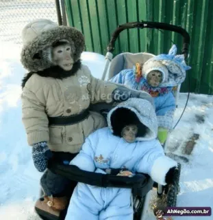 macaques ultimate whatsapp stickers
