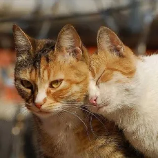 🤗 gatti, animali, felino, animali domestici, animali da compagnia, carino telegram sticker