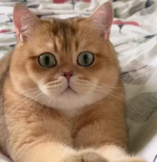 🤔 Katze, Haustier, Tier, häuslich, niedlich, Augen telegram sticker
