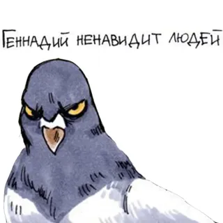 😡 Геннадий ненавидит людей pigeon, colérique, oiseau, dégoût, russe whatsapp sticker