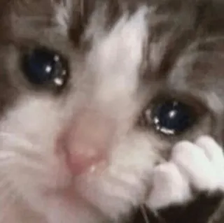 🐱 gatto, triste, piangere, animale domestico, gattino, emotivo telegram sticker