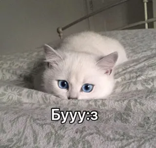 🌚 Бууу:з 猫, 子猫, 可愛い, 目, 白, ロシア, 文字 telegram sticker