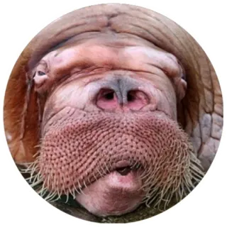 😮 Mors, Zwierzę, Ssaki, Stworzenie morskie, Zwierzę morskie telegram sticker