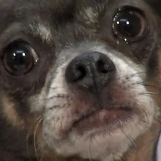 🐶 cão, chihuahua, animal de estimação, animal, fofo, olhos, retrato, close-up telegram sticker