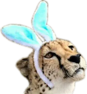 🐰 cheetah, bunny ears, animal, easter, cute, funny whatsapp sticker