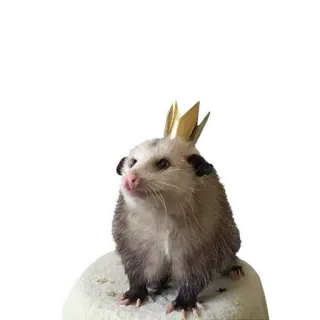 😝 Opossum, Beutelratte, Krone, Tier, Süß, Aufkleber whatsapp sticker