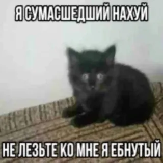 😄 Я СУМАСШЕДШИЙ НАХУЙ
НЕ ЛЕЗЬТЕ КО МНЕ Я ЕБНУТЫЙ cat, meme, funny, kitten, cursing whatsapp sticker