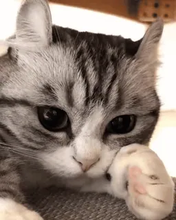 ๐ kucing, anak kucing, hewan peliharaan, imut, binatang telegram sticker