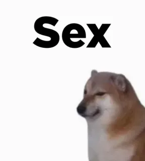 🔥 Sex 강아지, 밈, 시바견, 텍스트, 유머 telegram sticker