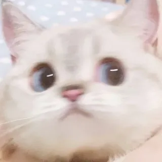 🙁 cat, cute, animal, pet, kitten, blue eyes whatsapp sticker