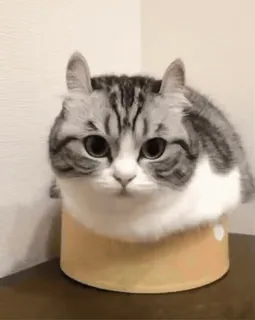 🤔 猫, 可愛い, 子猫, 動物, ペット, 面白い telegram sticker