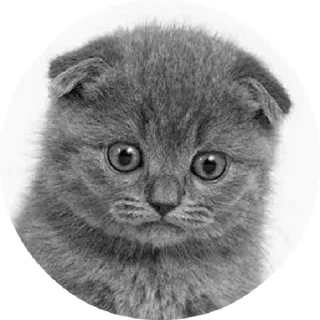 😟 chat, chaton, animal, animal de compagnie, mignon, triste telegram sticker