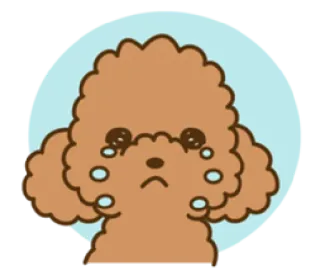 😢 cão, filhote, triste, chorando, poodle, fofo, desenho animado whatsapp sticker