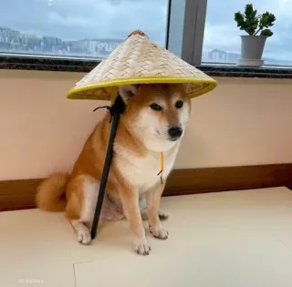 ❤️ shiba inu, dog, hat, asian hat, cute, animal, pet telegram sticker