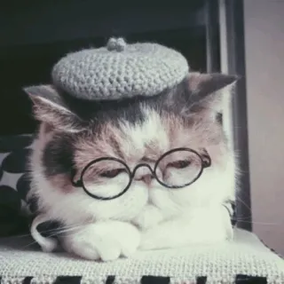 🐾 고양이, 베레모, 안경, 귀여운, 애완동물, 동물 telegram sticker