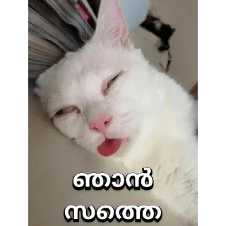 🙂 ഞാൻ സമ്മതി cat, tongue, sleeping, animal, meme telegram sticker
