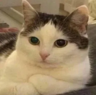 🤔 chat, animal, animal de compagnie, blanc, domestique, mignon, yeux telegram sticker