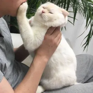 🤍 gatto, animale domestico, animale, umano, interazione, gatto domestico, gatto bianco telegram sticker