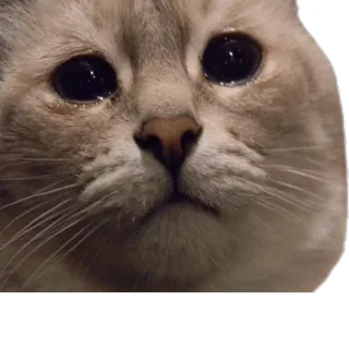 😢 고양이, 슬픈, 눈, 귀여운 telegram sticker