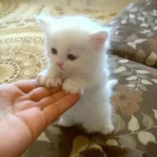 🤝 gatito, gato, mascota, blanco, lindo, animal, mano telegram sticker
