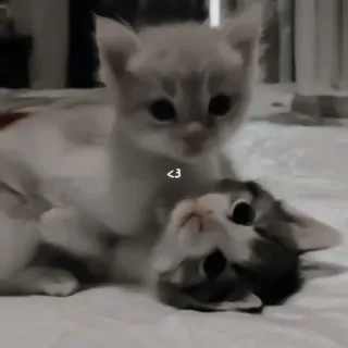 ♻️ <3 gatitos, gatos, lindo, animales, amor, mascota telegram sticker