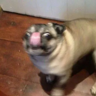 😋 pug, perro, animal, lindo, mascota, gracioso, desenfoque, lamer telegram sticker